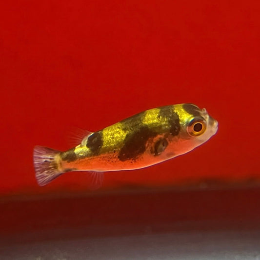 Amazon Puffer