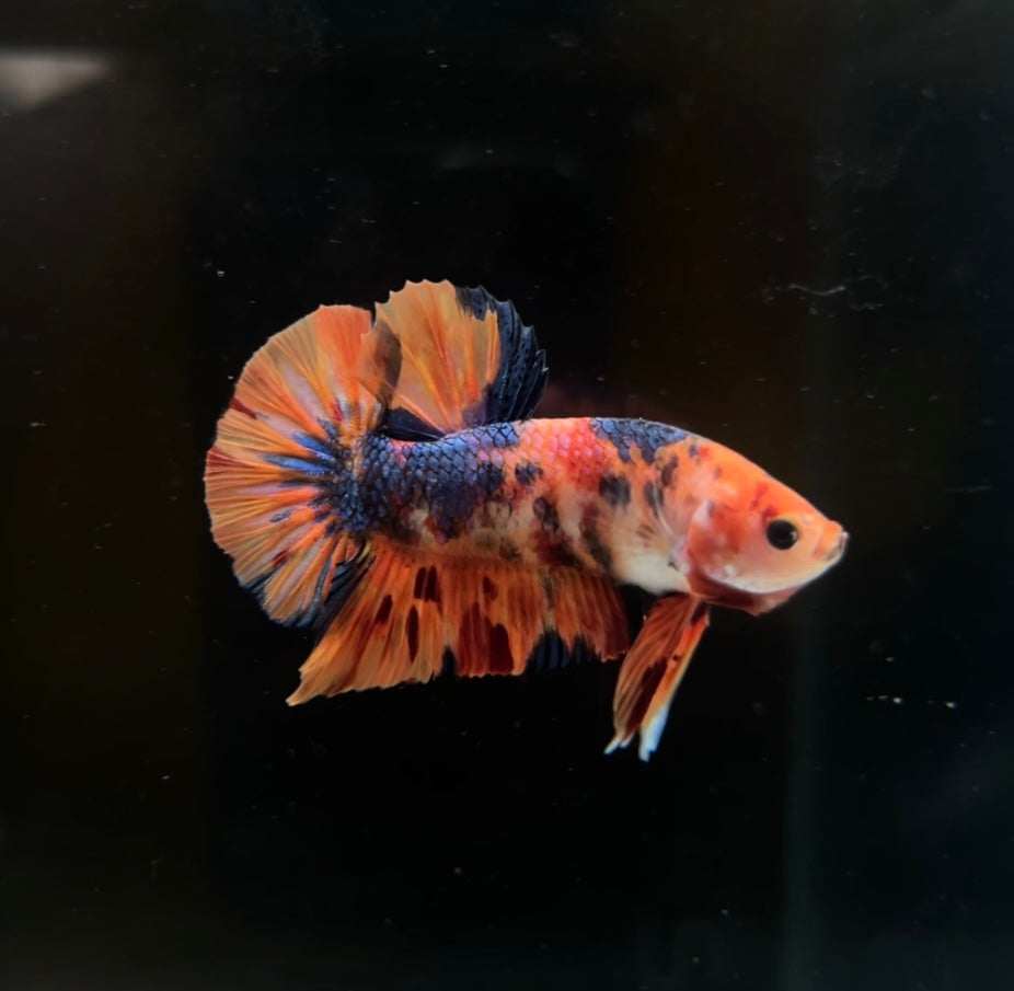 Nemo Tiger Koi HMPK Male Betta