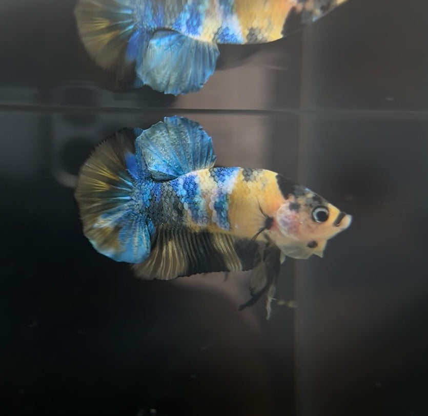 Yellow Galaxy Koi HMPK Male Betta