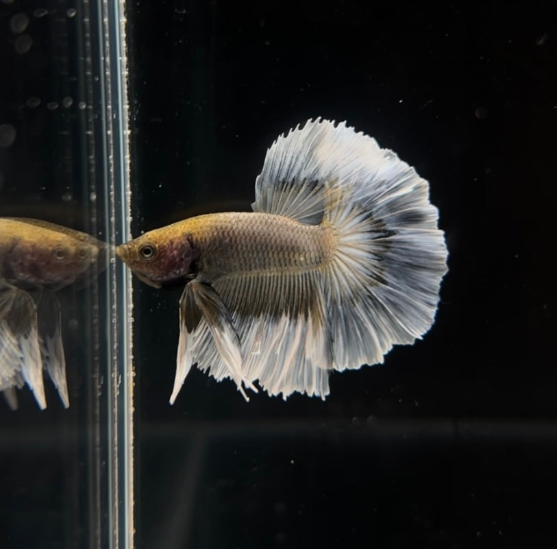 Yellow Pineapple Feathertail Male Betta