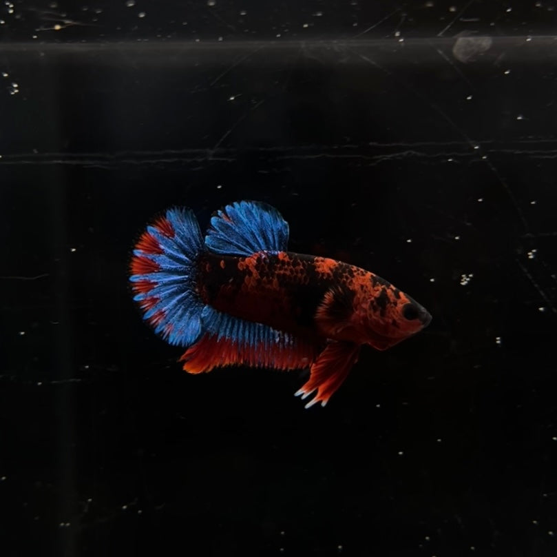 Red Hellboy HMPK Male Betta