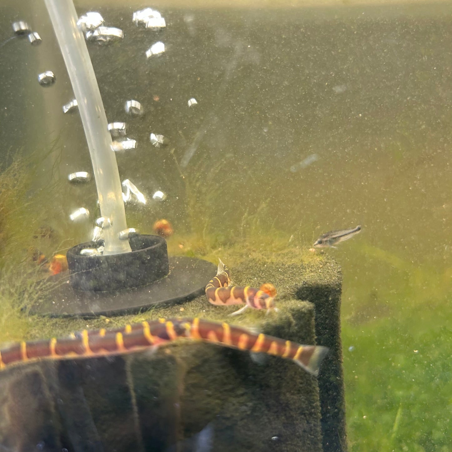 Khuli Loach