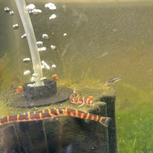 Khuli Loach