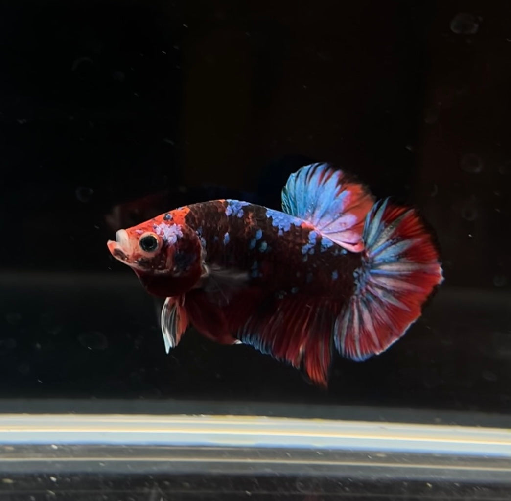 Red Barongsai Koi HMPK Male Bettas