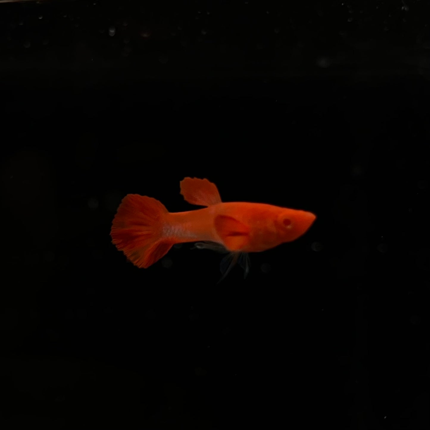 Koi Red Ear Albino Guppy