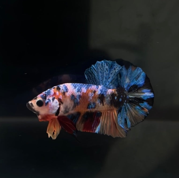 Candy Koi HMPK Male Betta