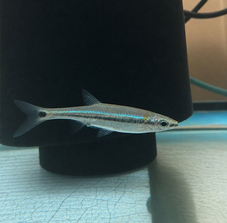 Venus Minnow(Aphyocypris lini)