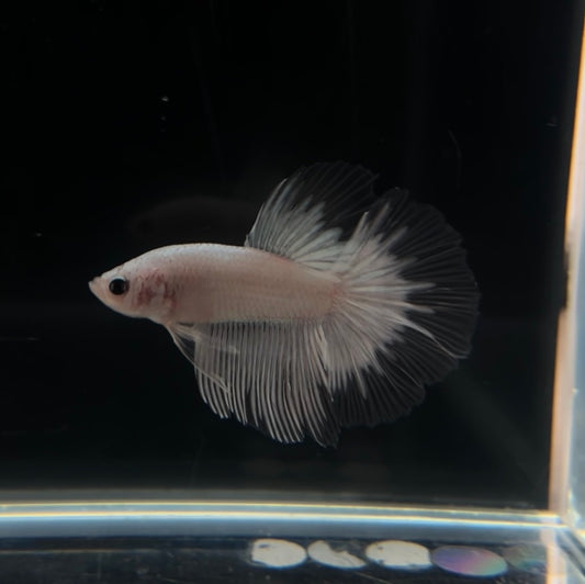 Full White HM Male Betta