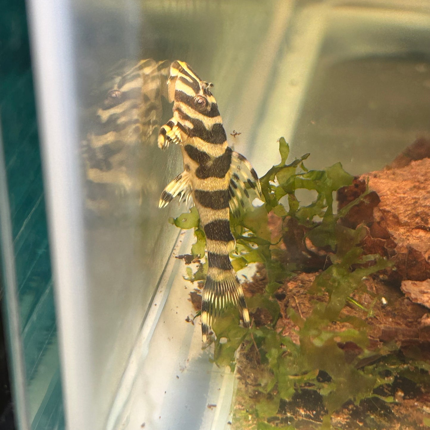 L134 Leopard Frog Pleco Tank Raised