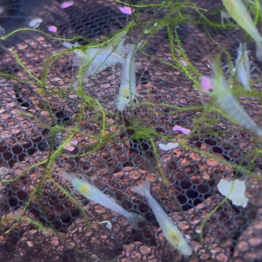 Blue Jelly Neocardina Shrimp