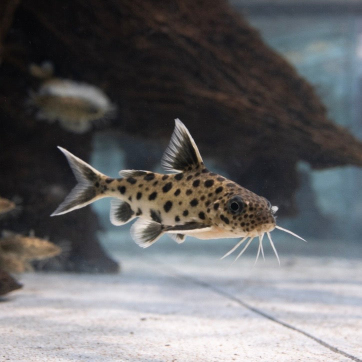 Synodontis Petricola 1”