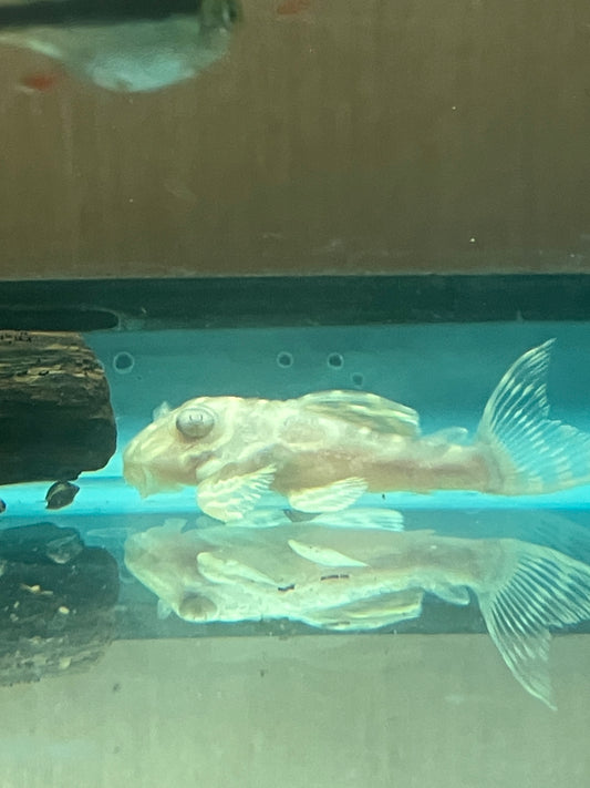 L333 King Tiger Pleco