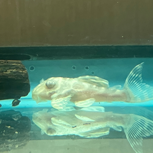 L333 King Tiger Pleco