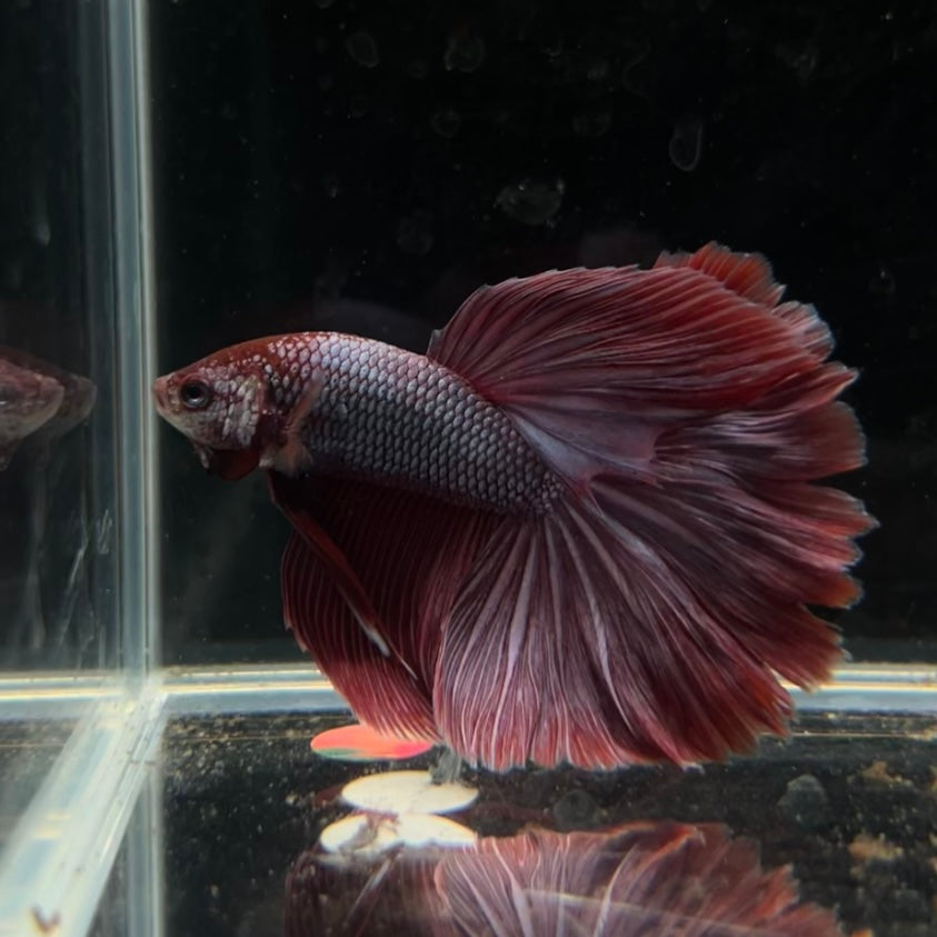 Purple Dragon Halfmoon Male Betta