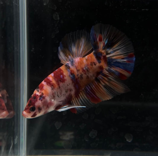 Giant Nemo Galaxy Koi HMPK Male Betta