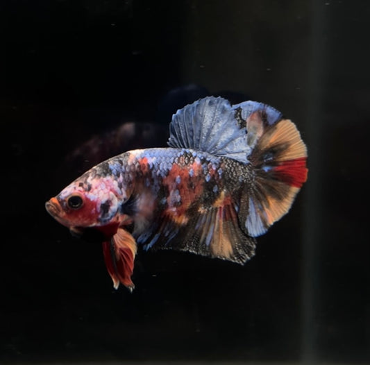 Black Based Multicolor Koi HMPK Male Betta