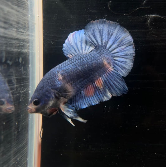 Giant Blue Candy Koi HMPK Male Betta