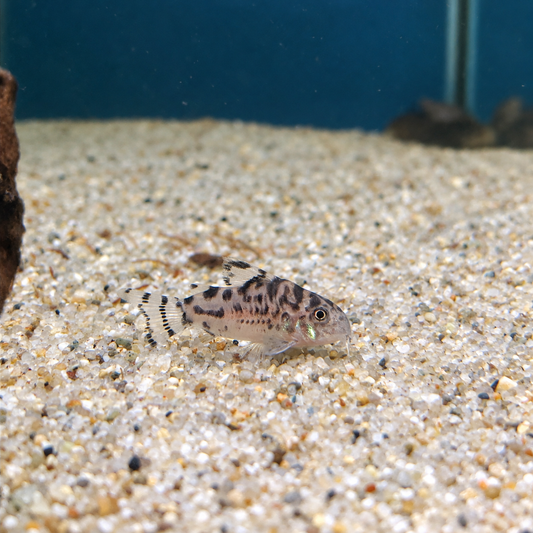 CW111 Vulcan Cory(HOPLISOMA SP.)