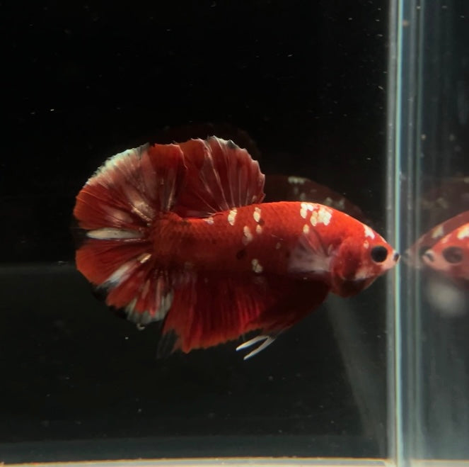 OM HMPK Red Koi Copper Male Betta