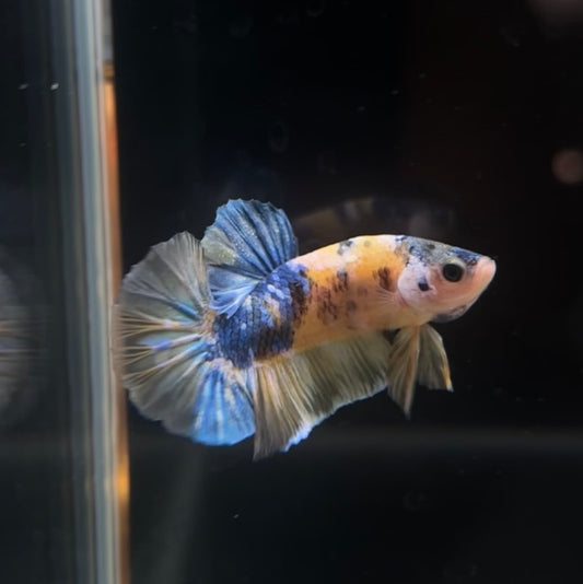 Yellow Galaxy Koi HMPK Male Betta