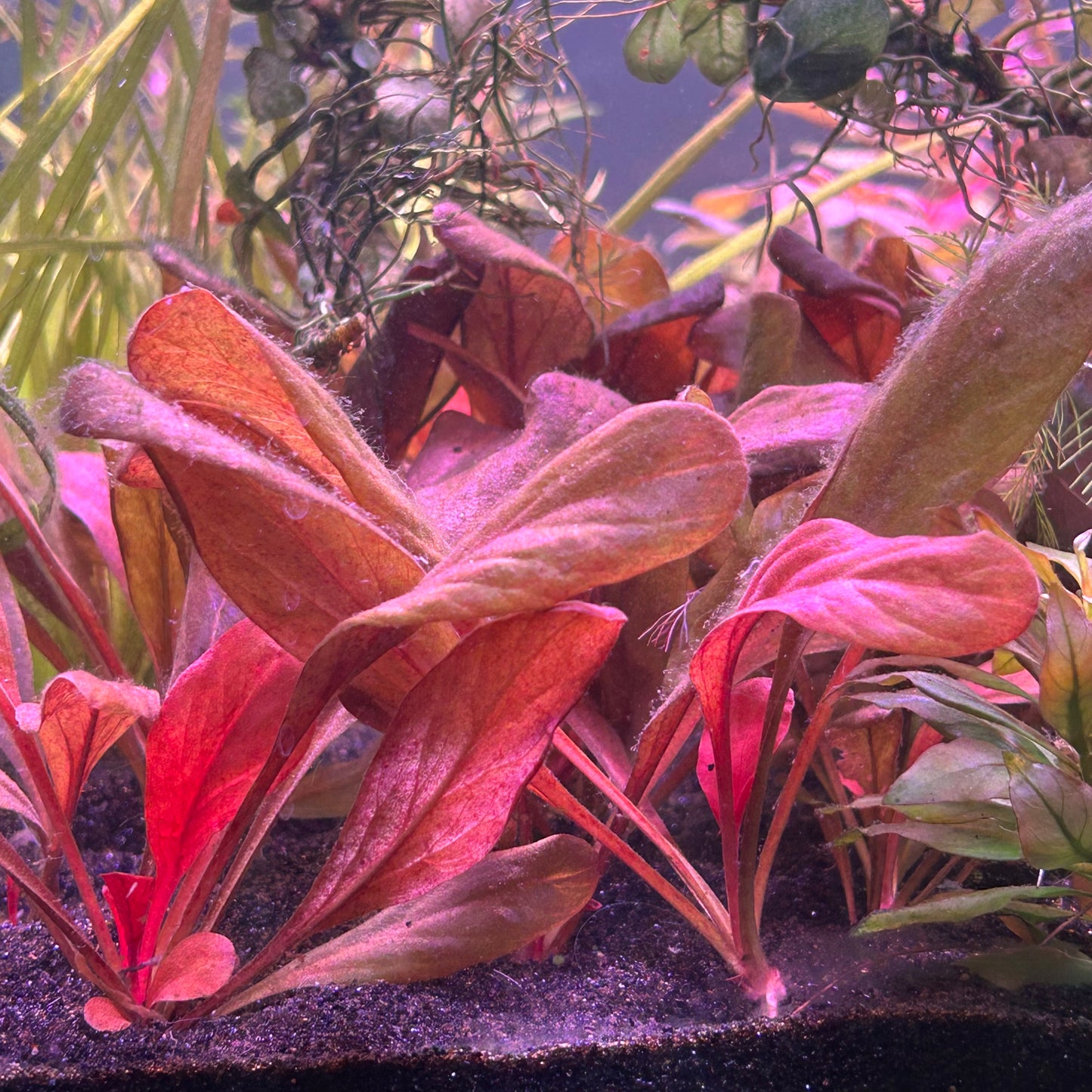 Samolous Parviflorus Red