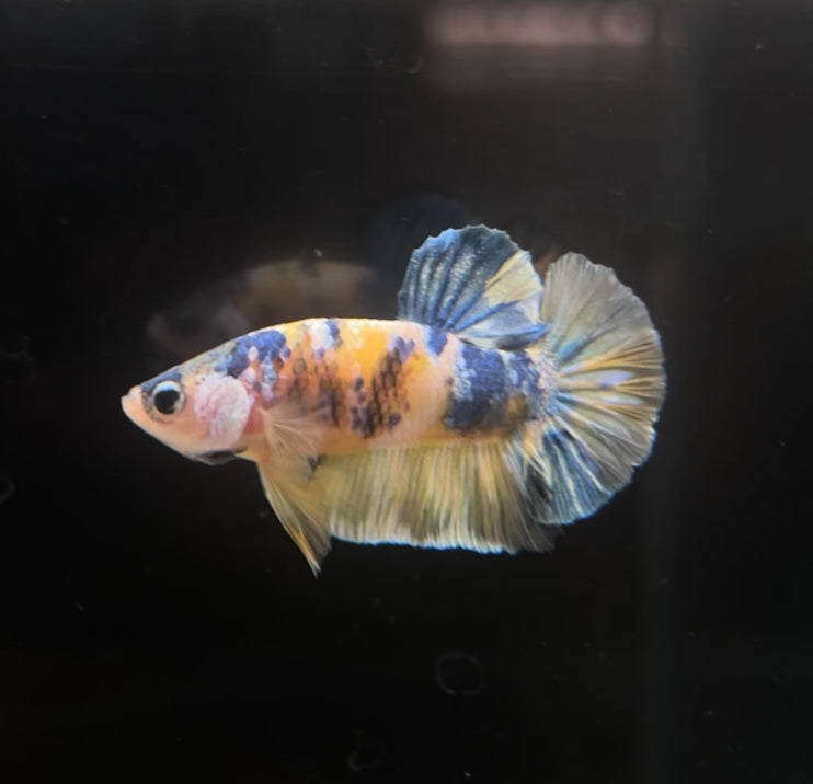 Yellow Galaxy Koi HMPK Male Betta