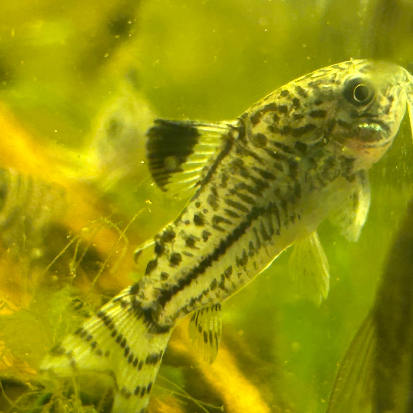 Juuli Corydoras