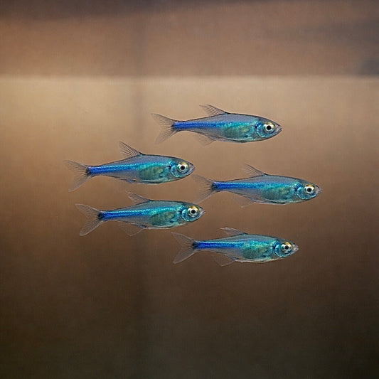Blue King Tetra