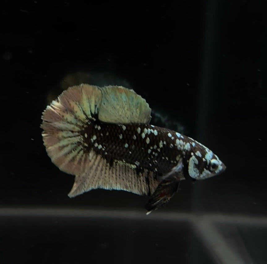 Copper Avatar HMPK Male Betta