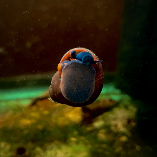 Blueberry Snail (Viviparus sp.)
