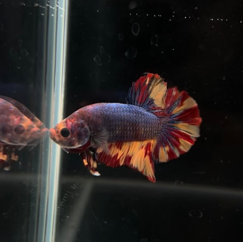 Black Fire Nemo Koi HMPK Male Betta