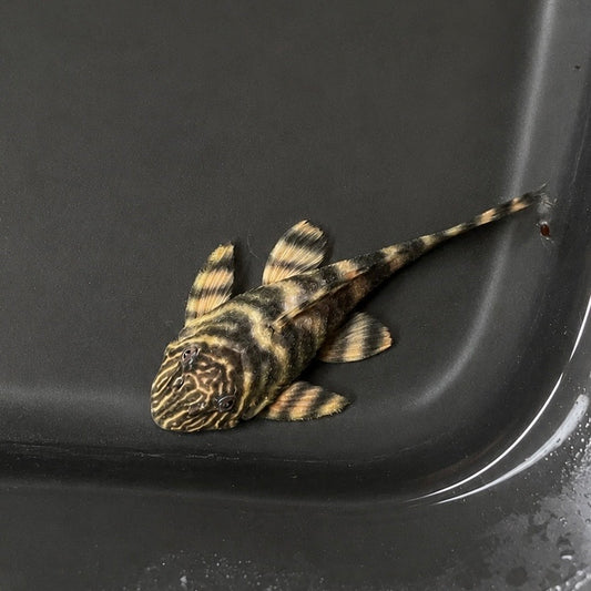 L002 Tiger “Peckoltia” Pleco