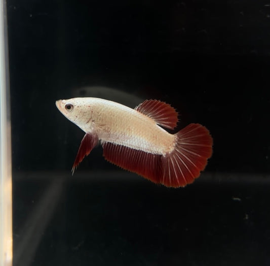 Bicolor Red Dragon HMPK Female Betta