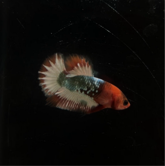 Red Fancy Copper HMPK Male Betta