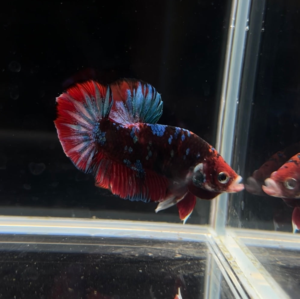 Red Barongsai Koi HMPK Male Bettas