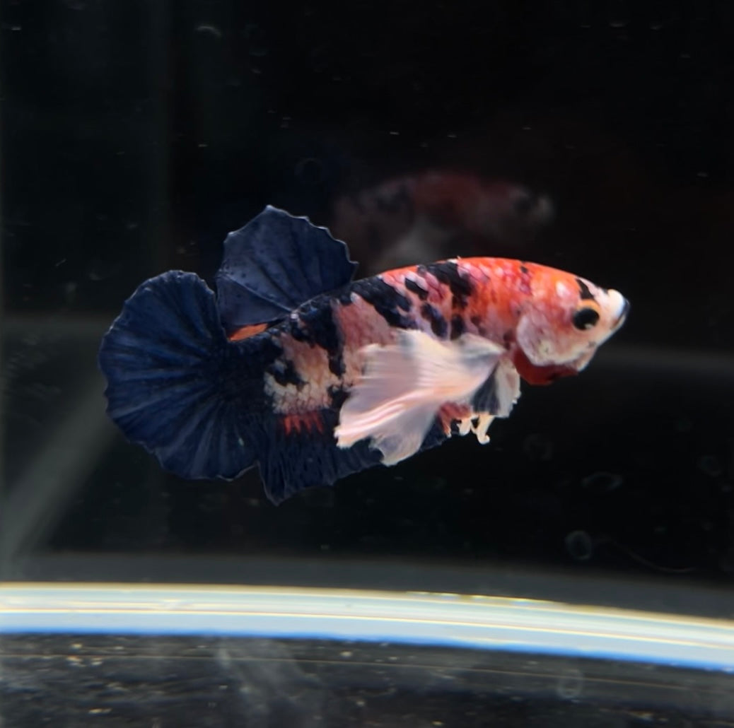 Candy Koi Dumbo Ear HMPK Male Betta