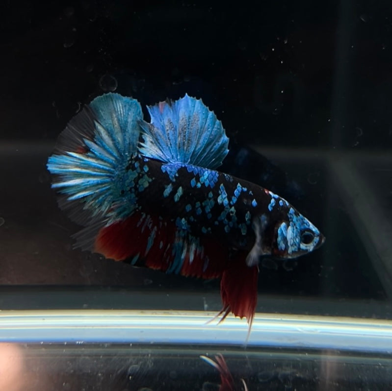 Green Avatar HMPK Male Betta