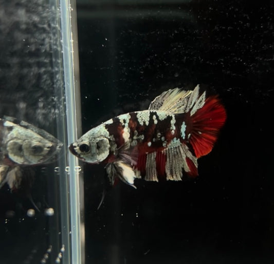 Red Copper Koi Male Betta