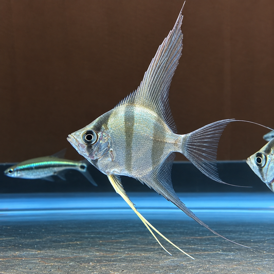 True Columbian Altum Angelfish(Pterophyllum altum)