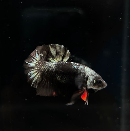 Copper Avatar HMPK Male Bett