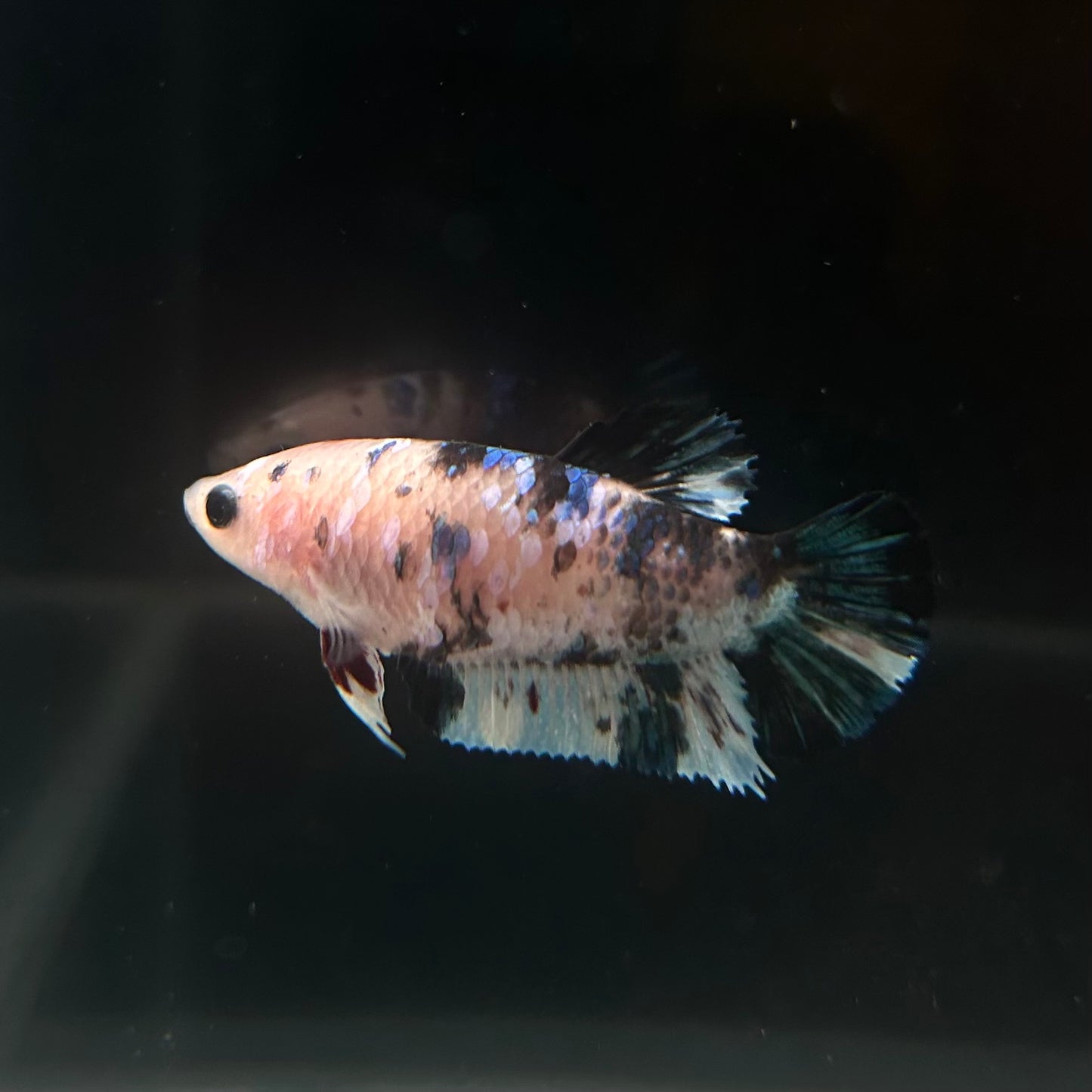 Ready to Breed Multicolor Koi Female Betta