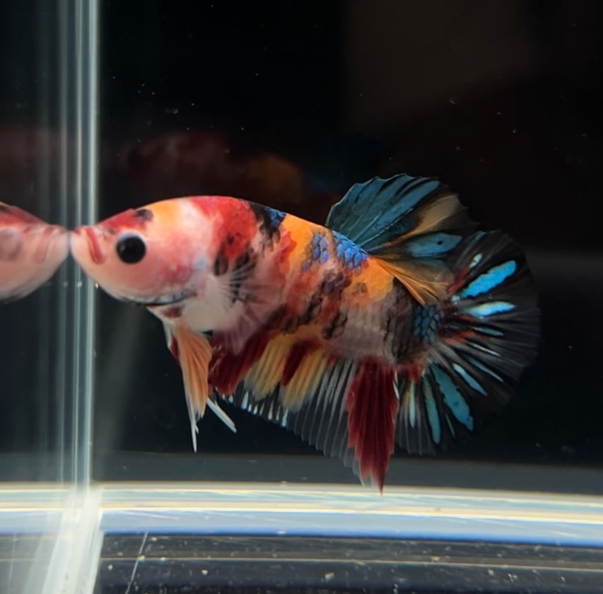 Nemo MULTImetallic Koi HMPK Male Betta