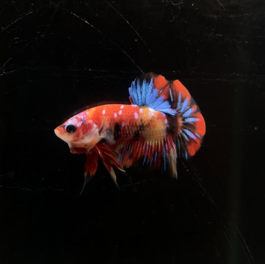 Nemo Multicolor HMPK Male Betta