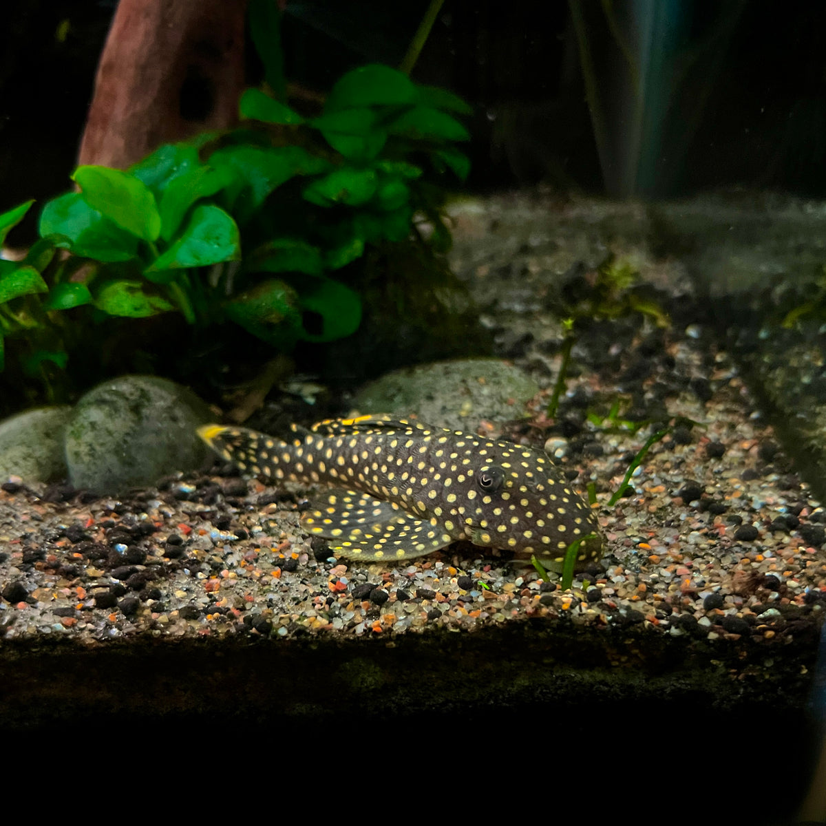 L018 Gold Nugget Pleco 2.5”