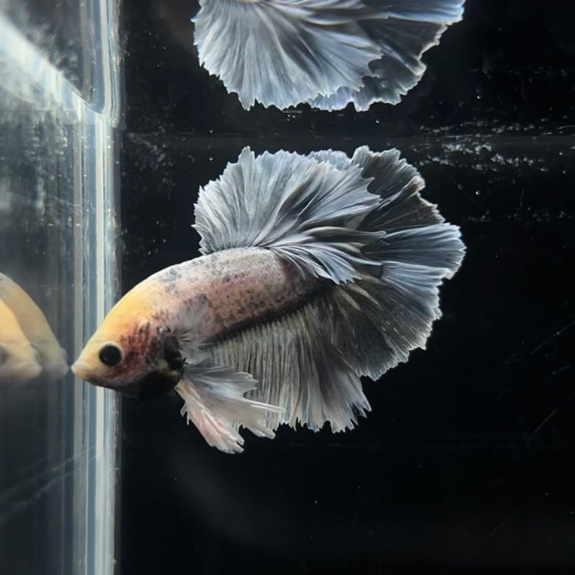 Grizzly Blue Feathertail Male Betta