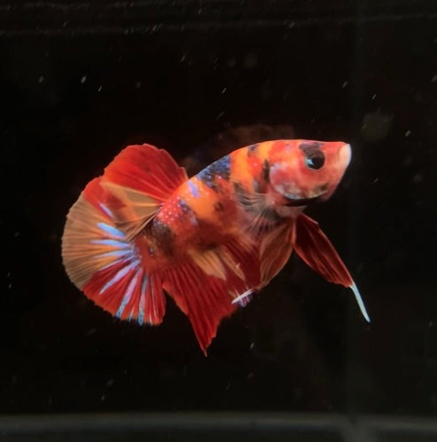HMPK Koi Nemo Male Betta