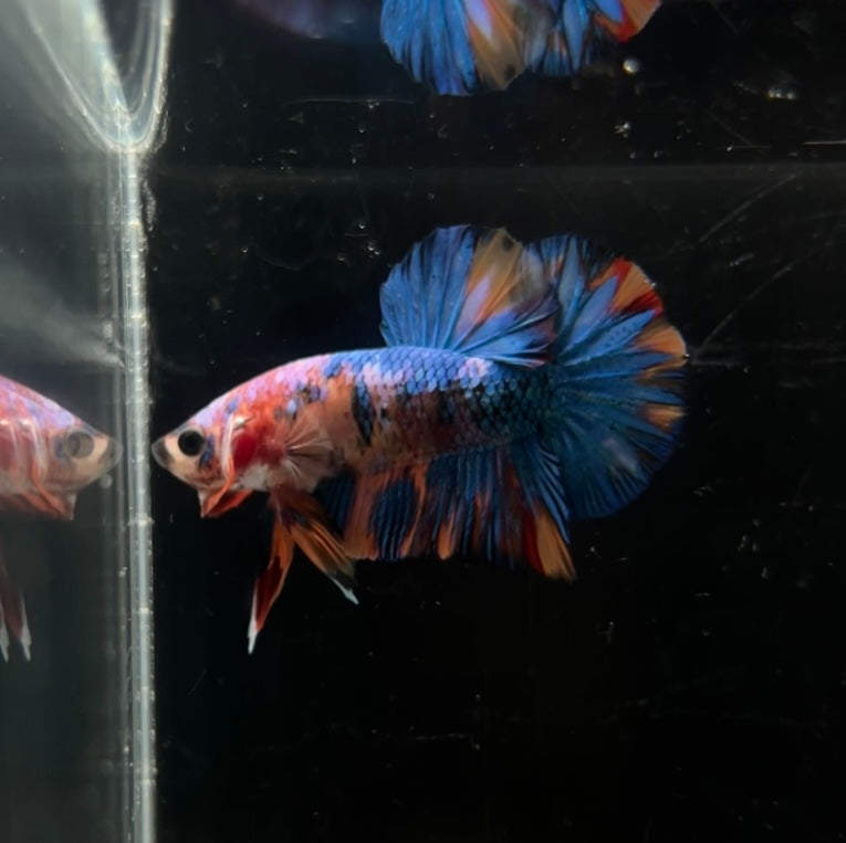 Multicolor Koi HMPK Male Betta