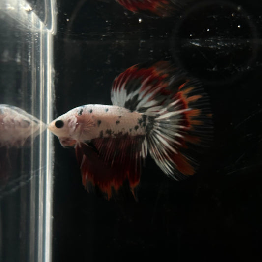Red Copper Koi HM Male Betta