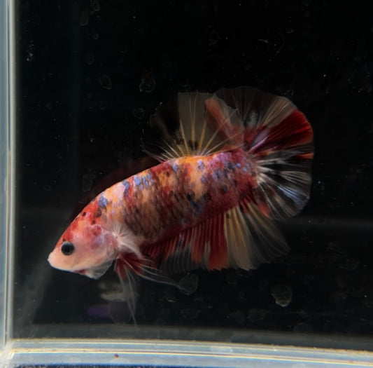 Giant Nemo Galaxy Koi HMPK Male Betta