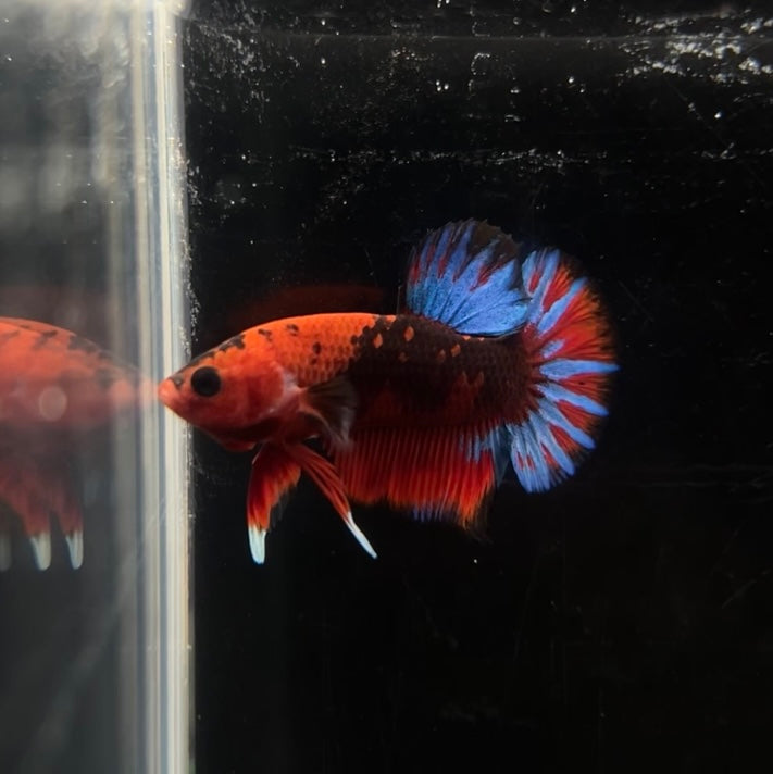 Red Hellboy HMPK Male Betta